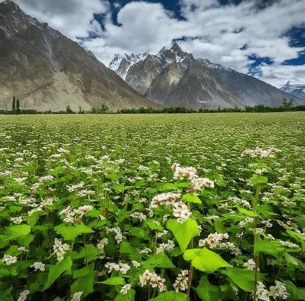 Gilgit Baltistan dryfruits and salajeet co.