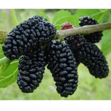 Gilgit Baltistan dryfruits and salajeet co.