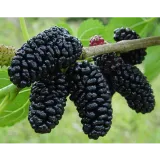 Gilgit Baltistan dryfruits and salajeet co.
